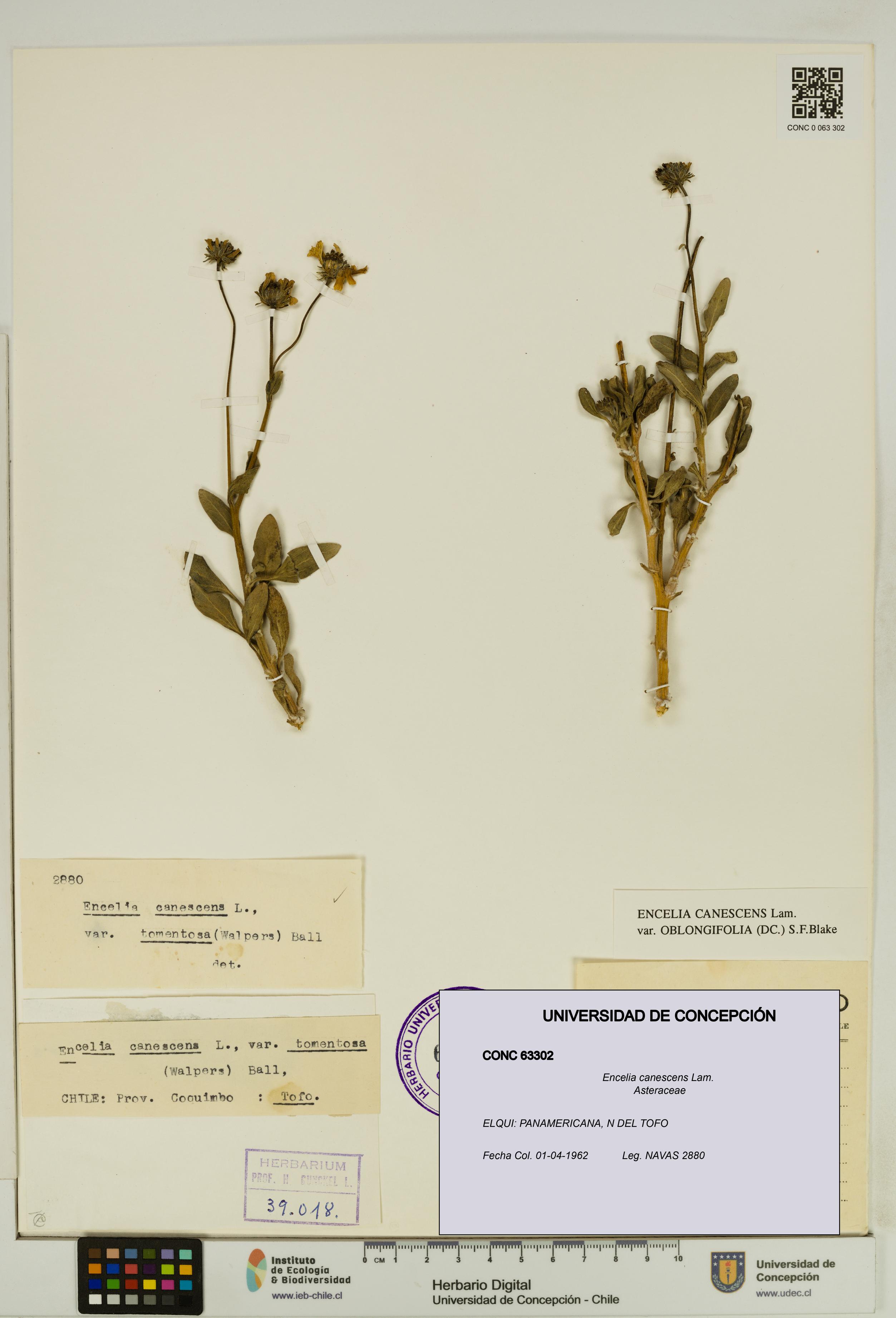 Encelia canescens [Espécimen: UDEC:CONC:0063302]