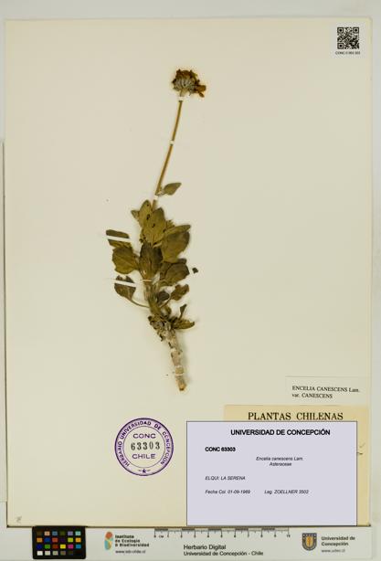 Encelia canescens [Espécimen: UDEC:CONC:0063303]