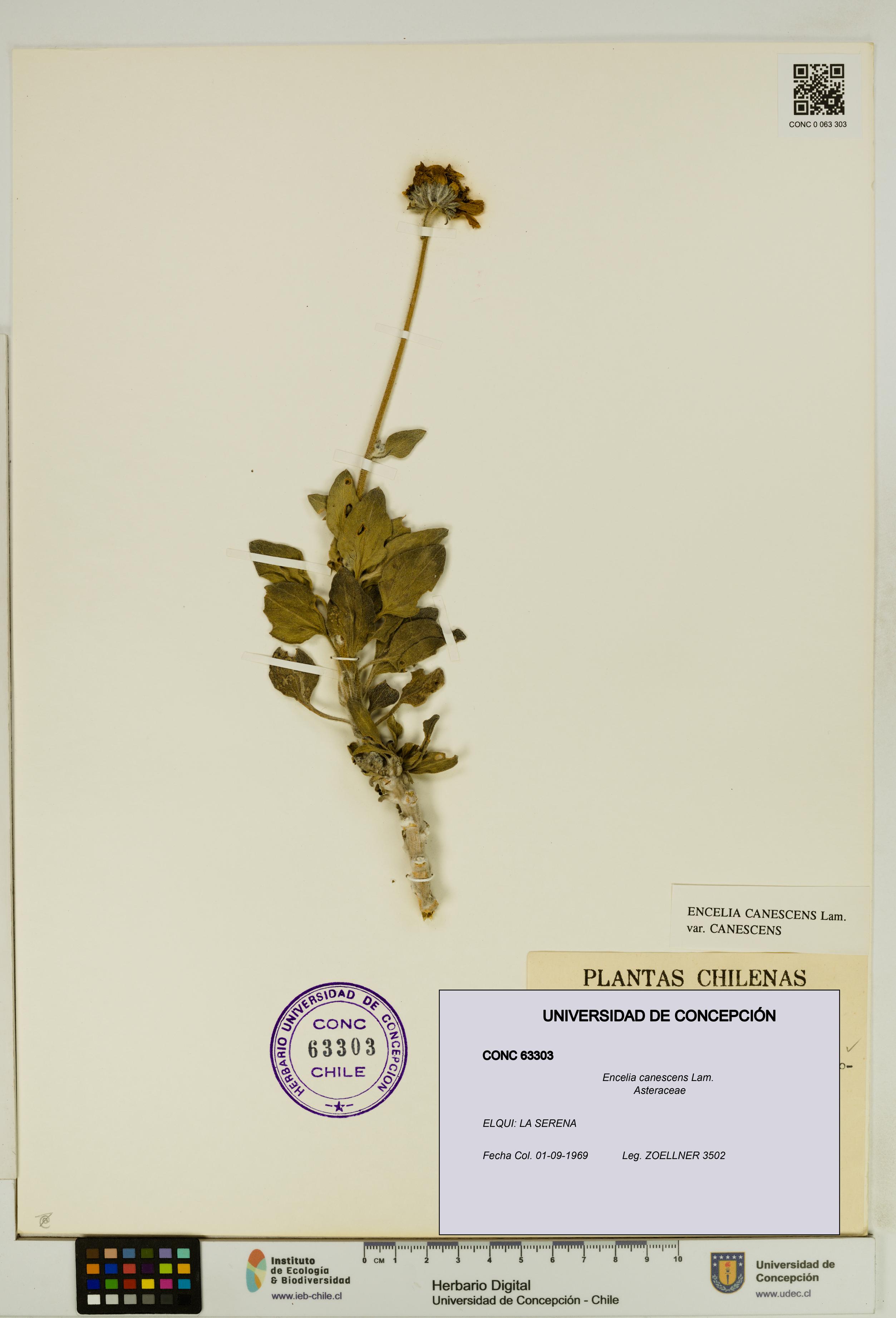 Encelia canescens [Espécimen: UDEC:CONC:0063303]