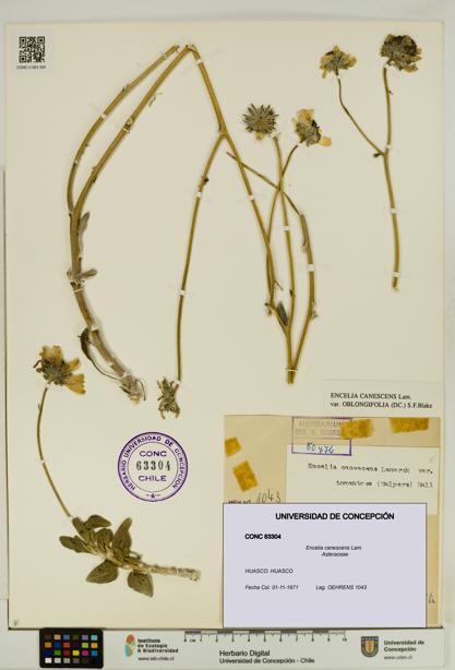 Encelia canescens [Espécimen: UDEC:CONC:0063304]