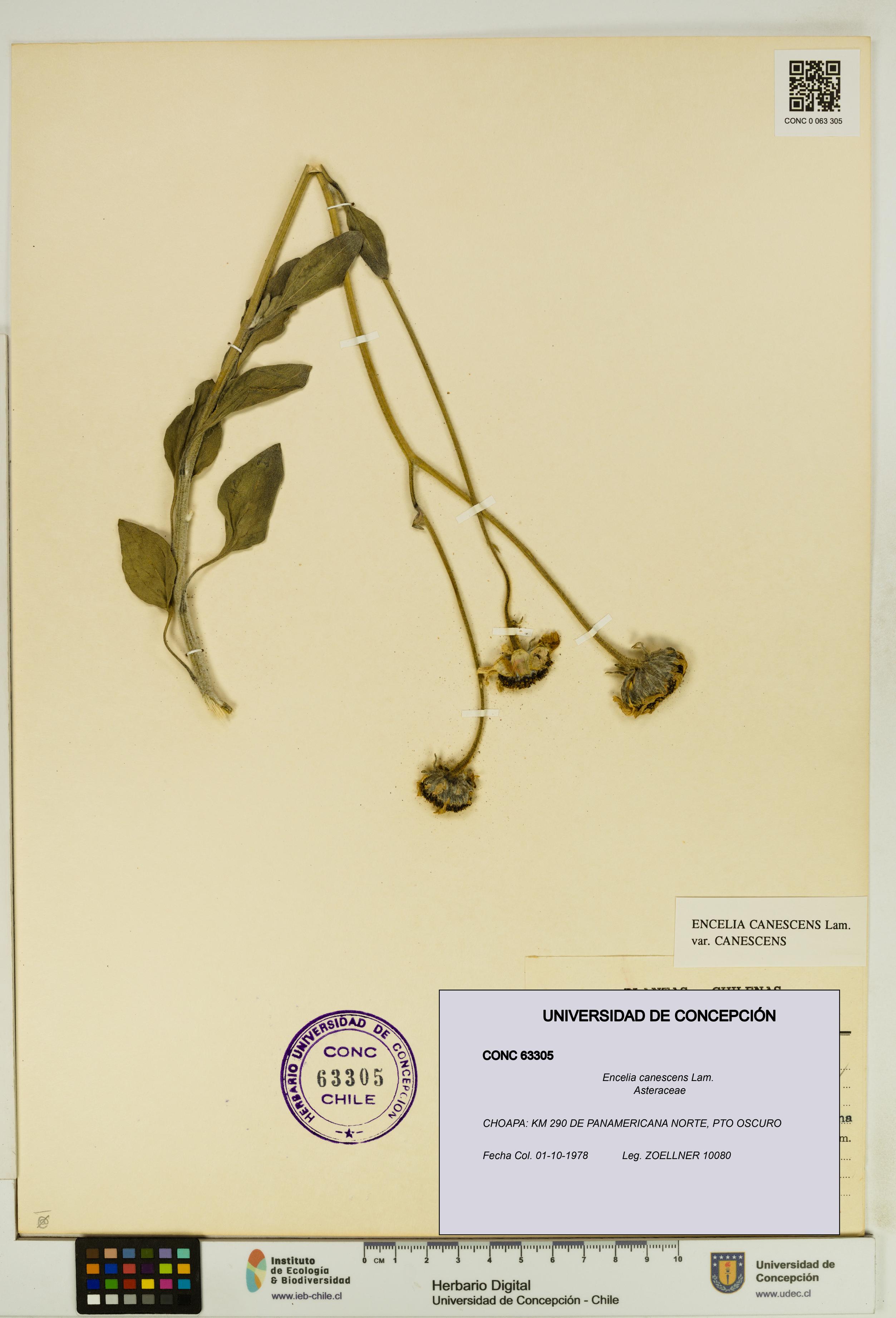 Encelia canescens [Espécimen: UDEC:CONC:0063305]