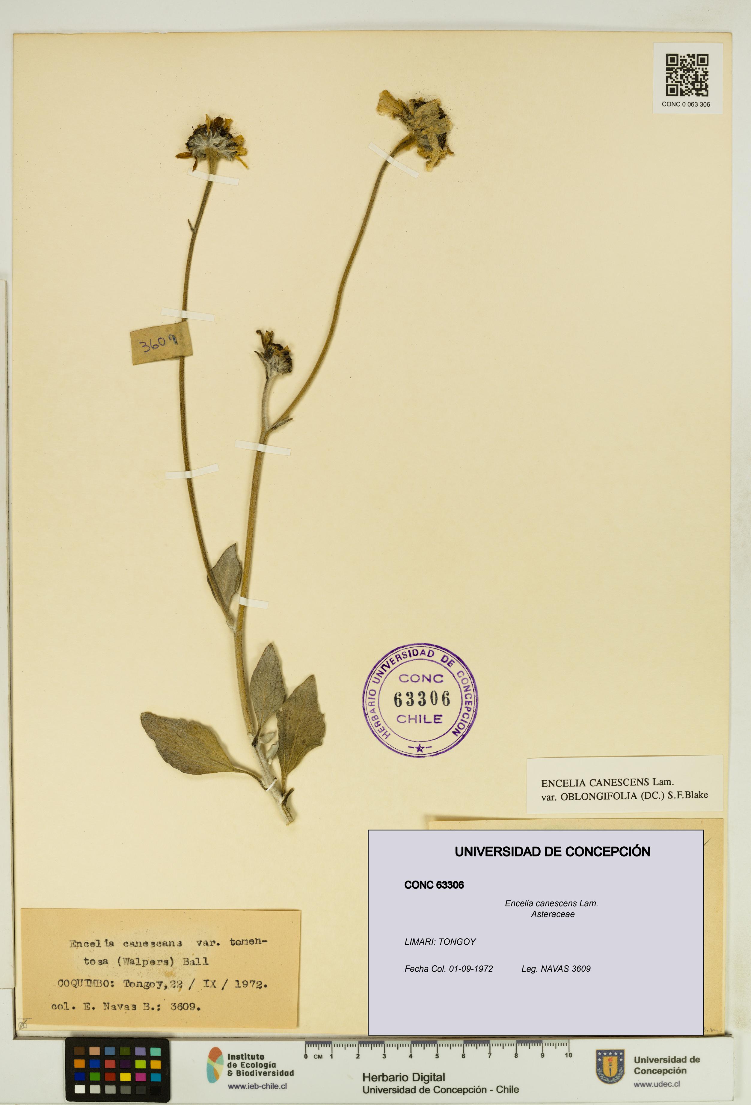 Encelia canescens [Espécimen: UDEC:CONC:0063306]