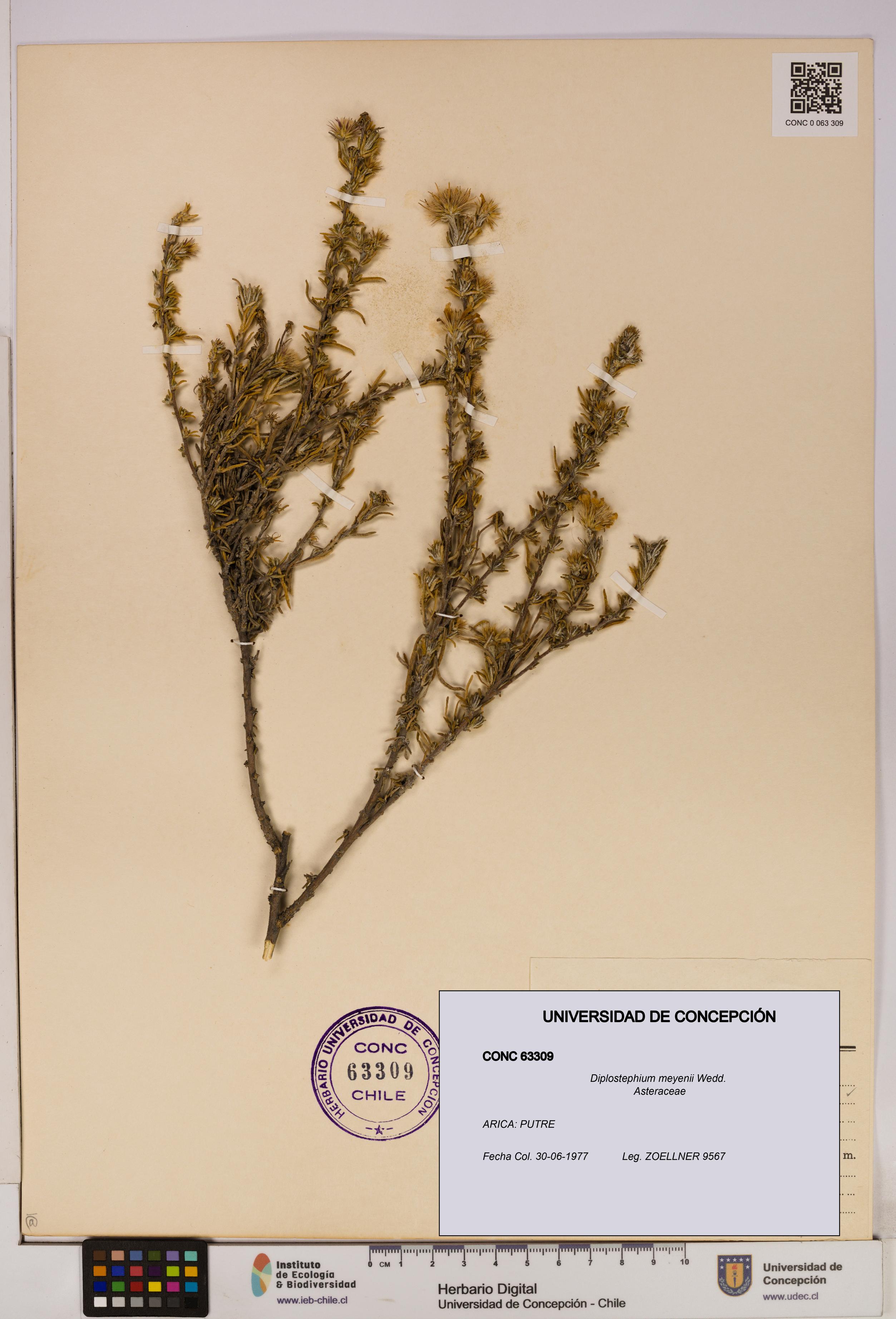 Diplostephium meyenii [Espécimen: UDEC:CONC:0063309]