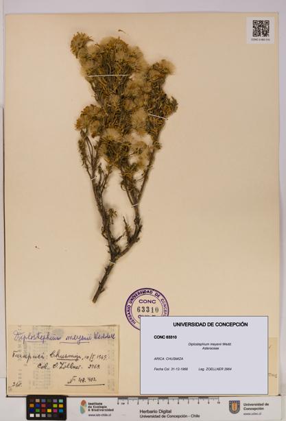 Diplostephium meyenii [Espécimen: UDEC:CONC:0063310]