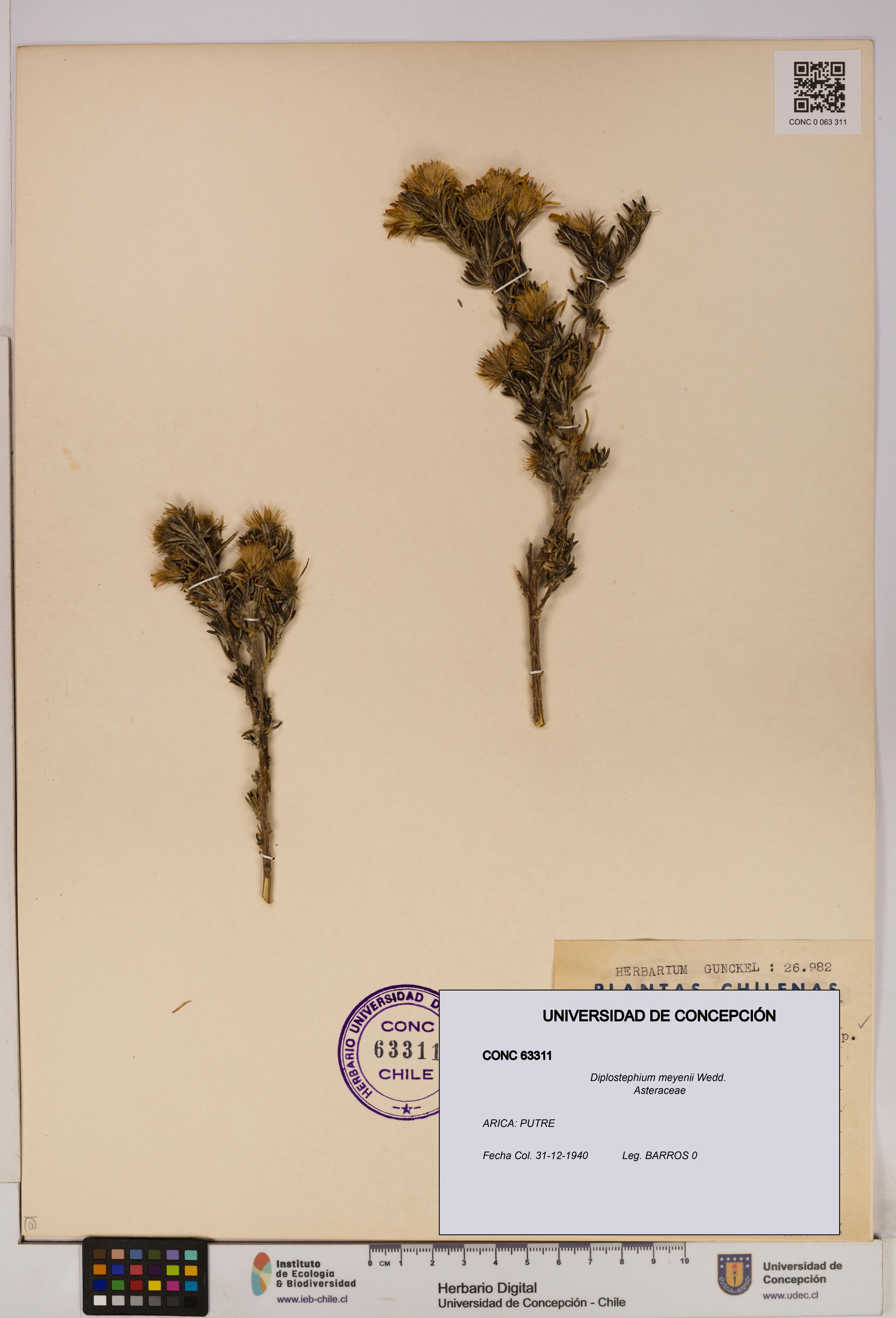 Diplostephium meyenii [Espécimen: UDEC:CONC:0063311]