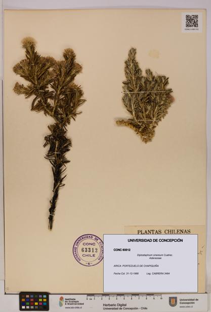 Diplostephium cinereum [Espécimen: UDEC:CONC:0063312]