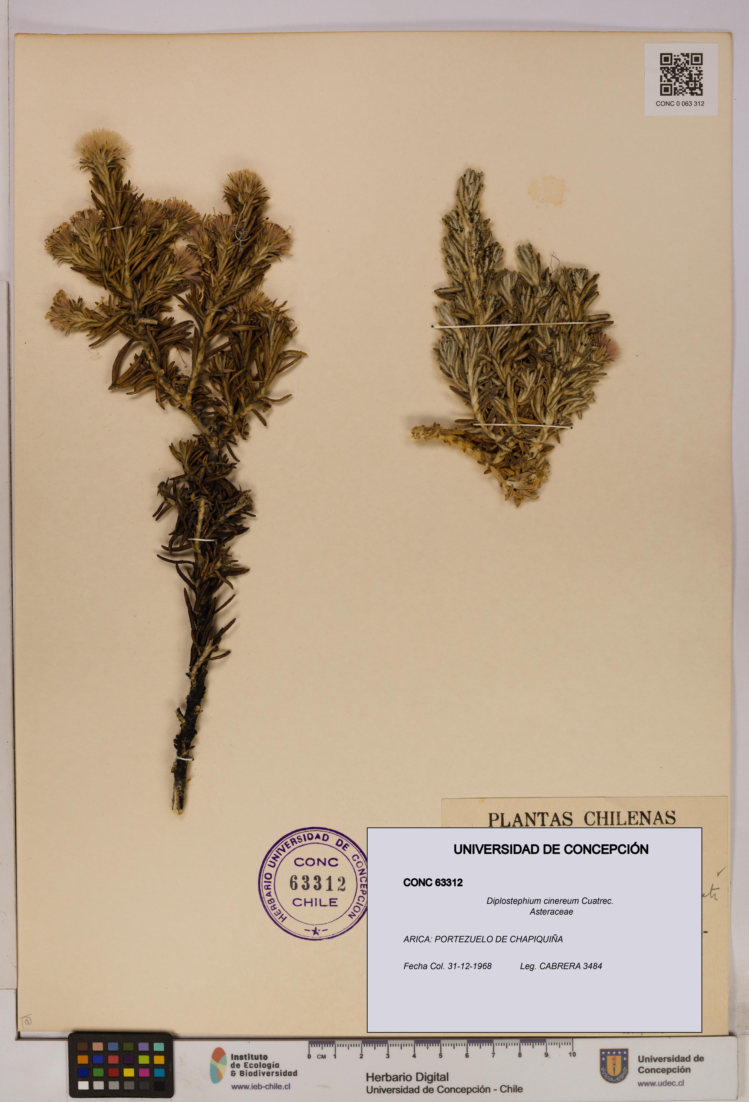 Diplostephium cinereum [Espécimen: UDEC:CONC:0063312]