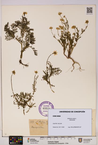 Anthemis cotula [Espécimen: UDEC:CONC:0063324]