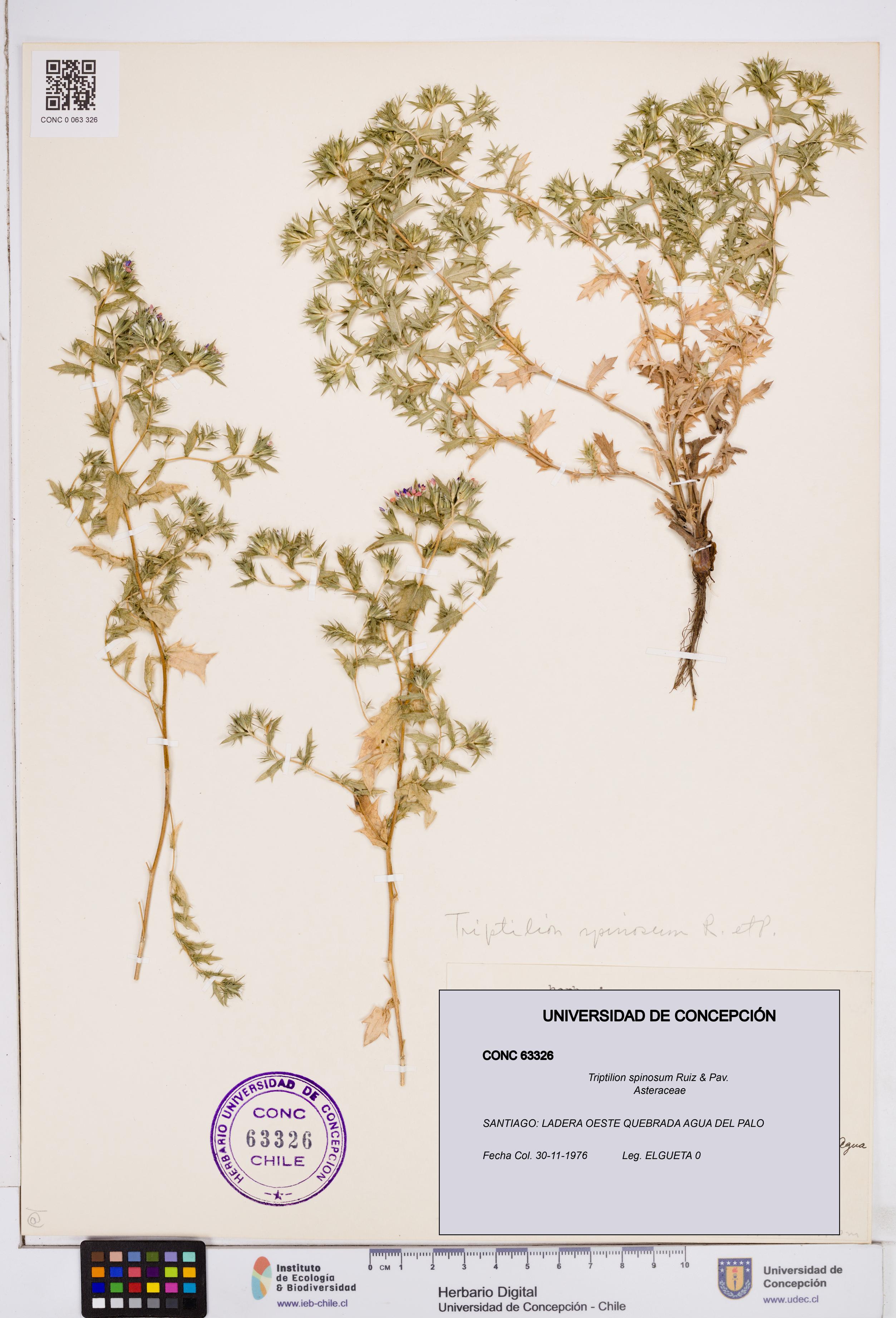 Triptilion spinosum [Espécimen: ]