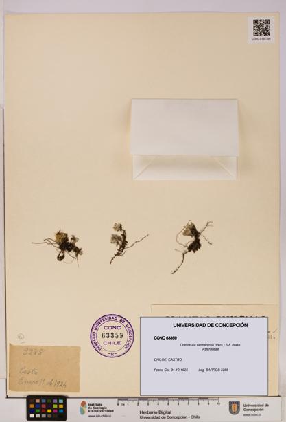 Chevreulia sarmentosa [Espécimen: UDEC:CONC:0063359]