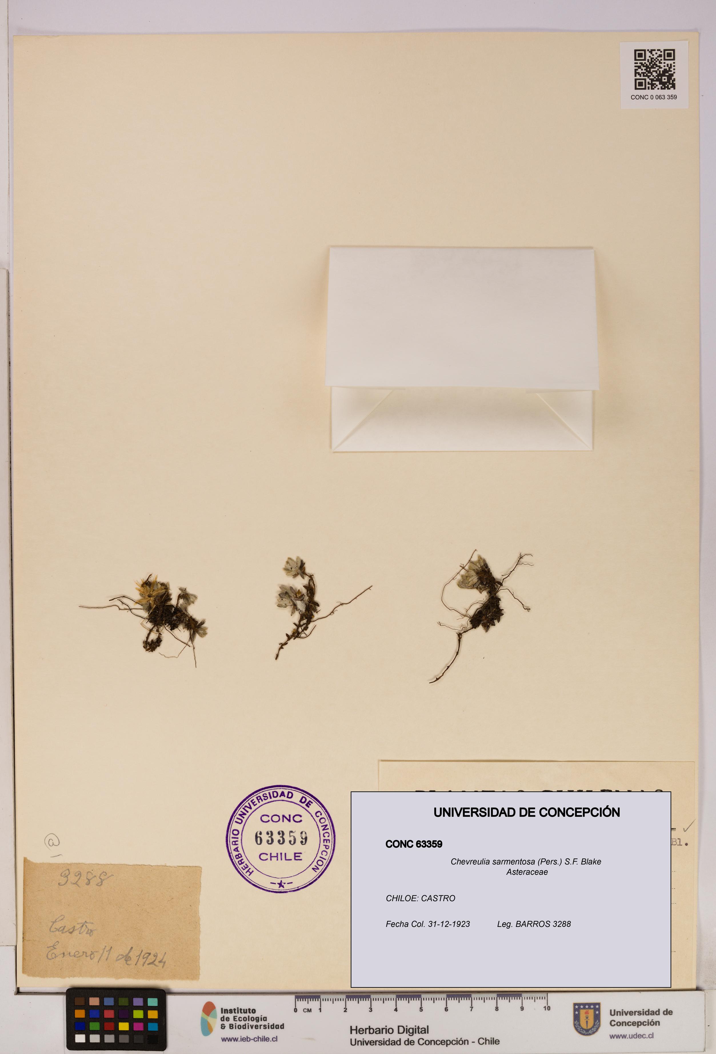 Chevreulia sarmentosa [Espécimen: UDEC:CONC:0063359]