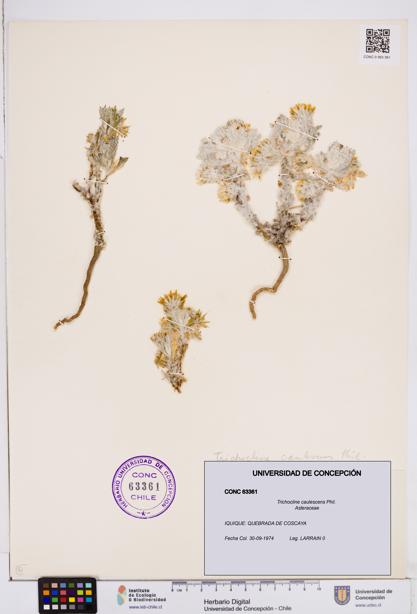 Trichocline caulescens [Espécimen: ]