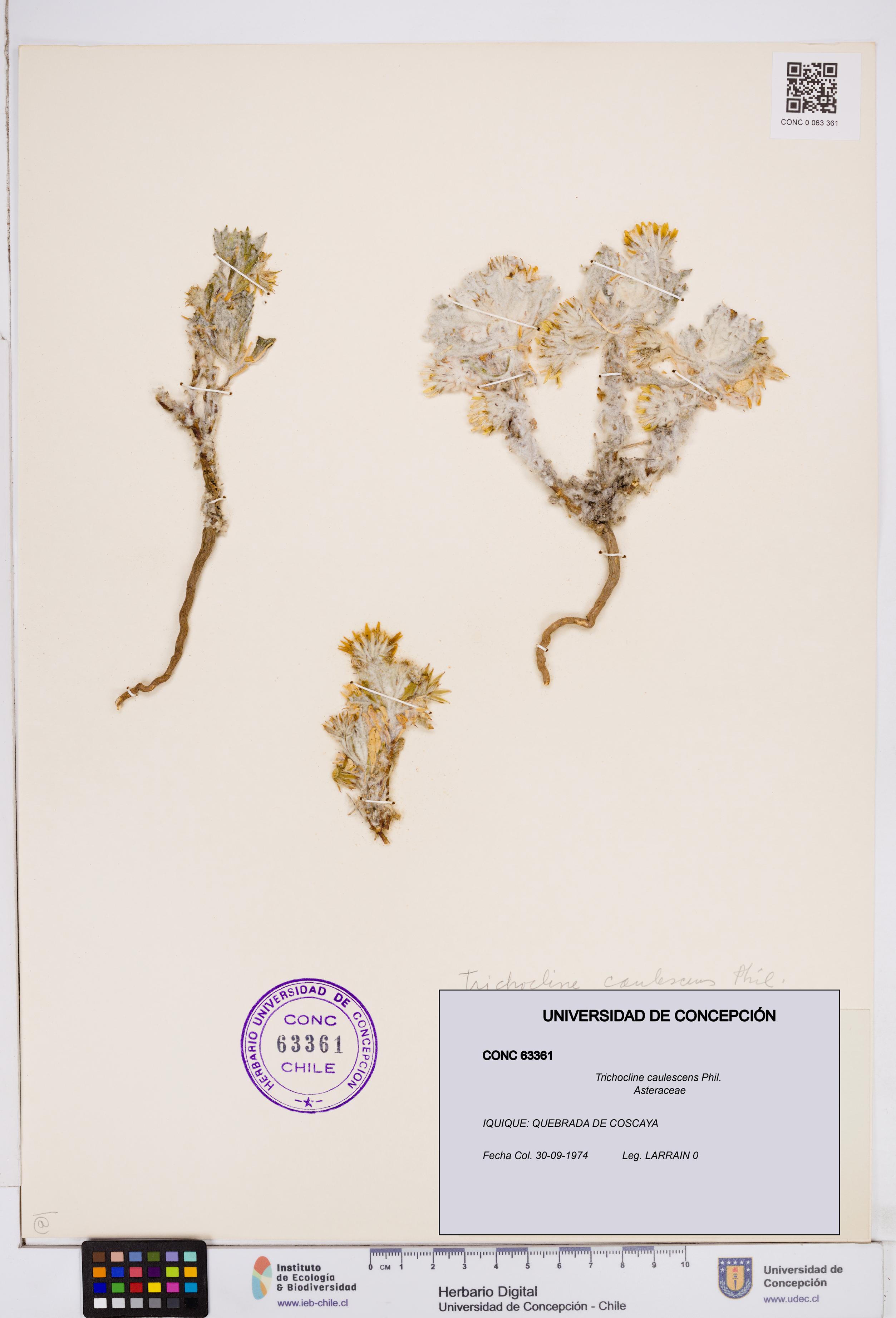Trichocline caulescens [Espécimen: ]