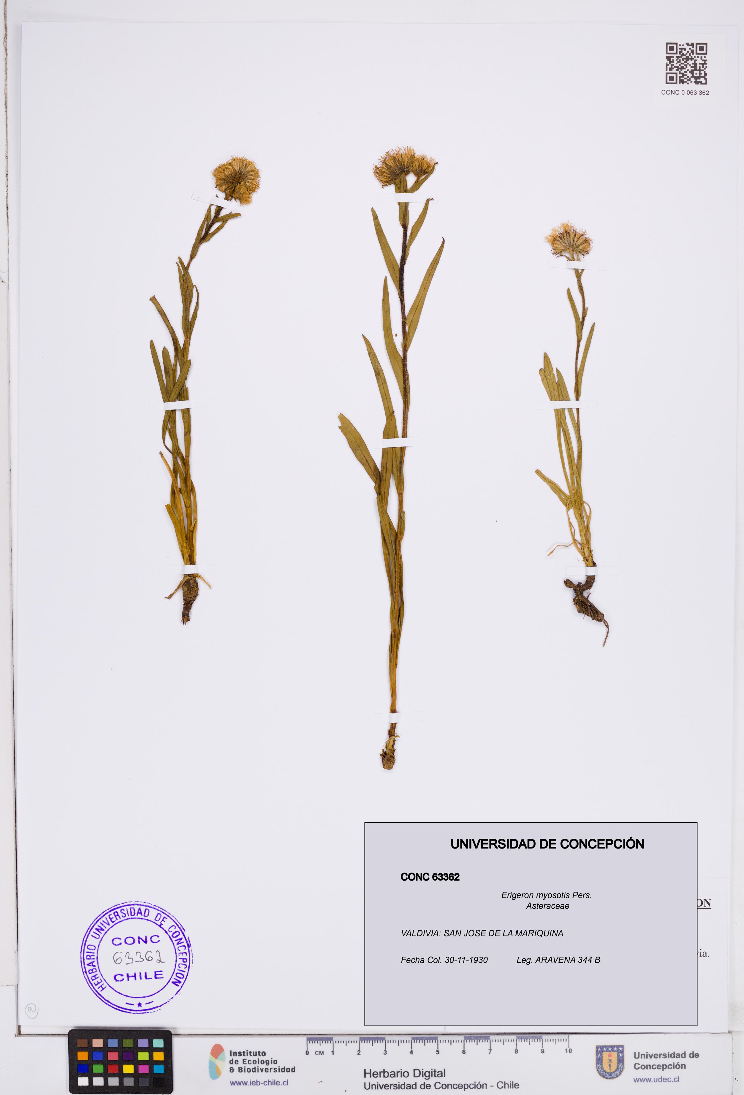 Erigeron myosotis [Espécimen: ]