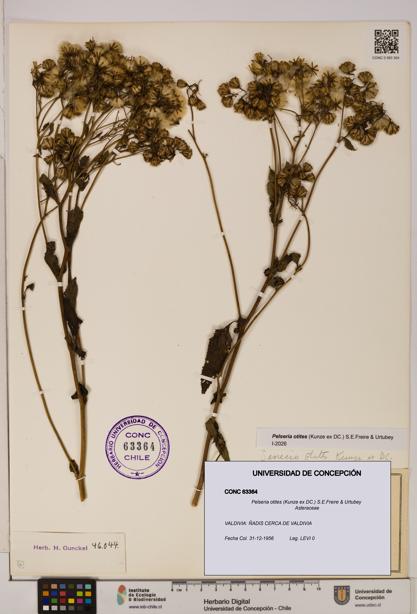 Pelseria otites [Espécimen: ]