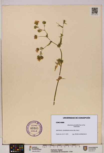 Moscharia pinnatifida [Espécimen: UDEC:CONC:0063365]