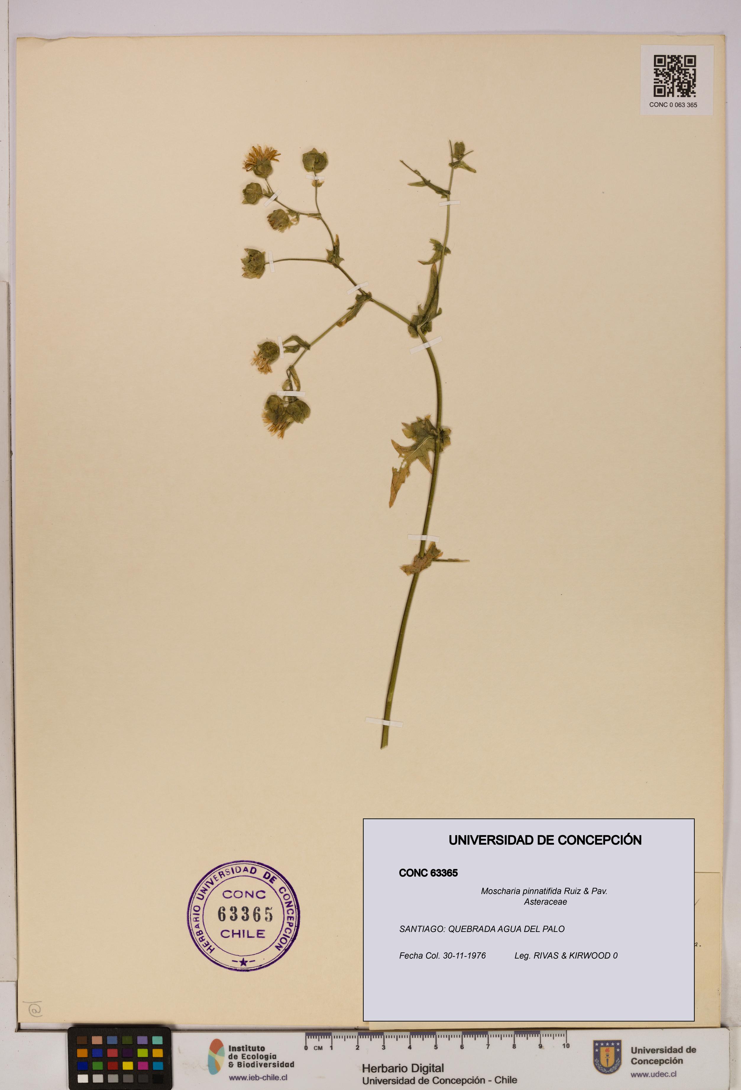 Moscharia pinnatifida [Espécimen: UDEC:CONC:0063365]