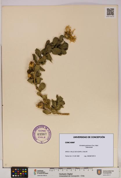 Grindelia glutinosa [Espécimen: UDEC:CONC:0063367]