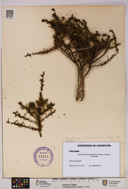 Ambrosia artemisioides [Espécimen: UDEC:CONC:0063368]