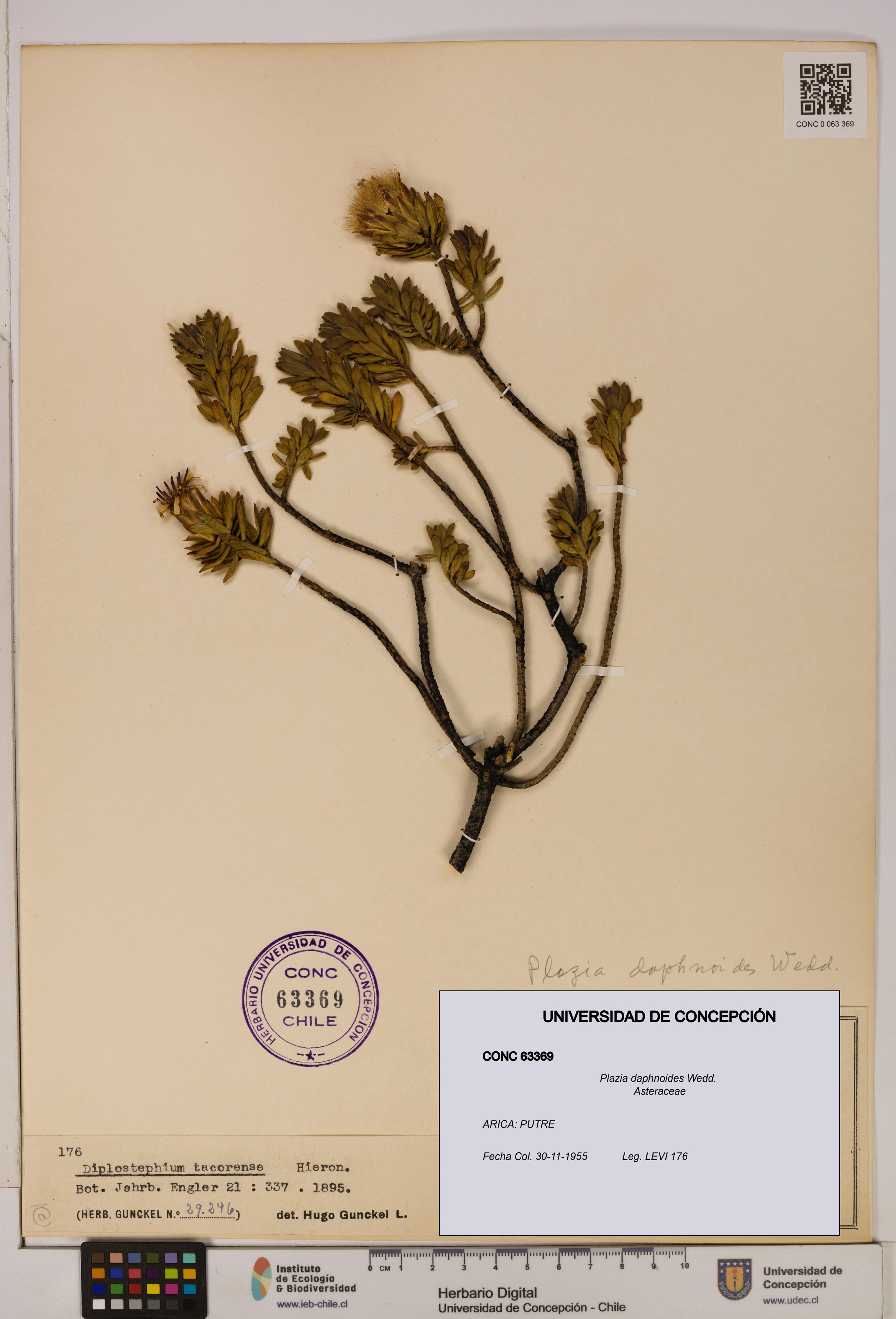 Plazia daphnoides [Espécimen: UDEC:CONC:0063369]