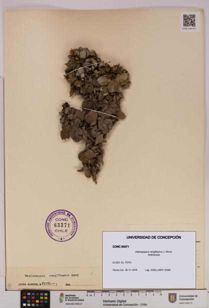 Haplopappus rengifoanus [Espécimen: UDEC:CONC:0063371]
