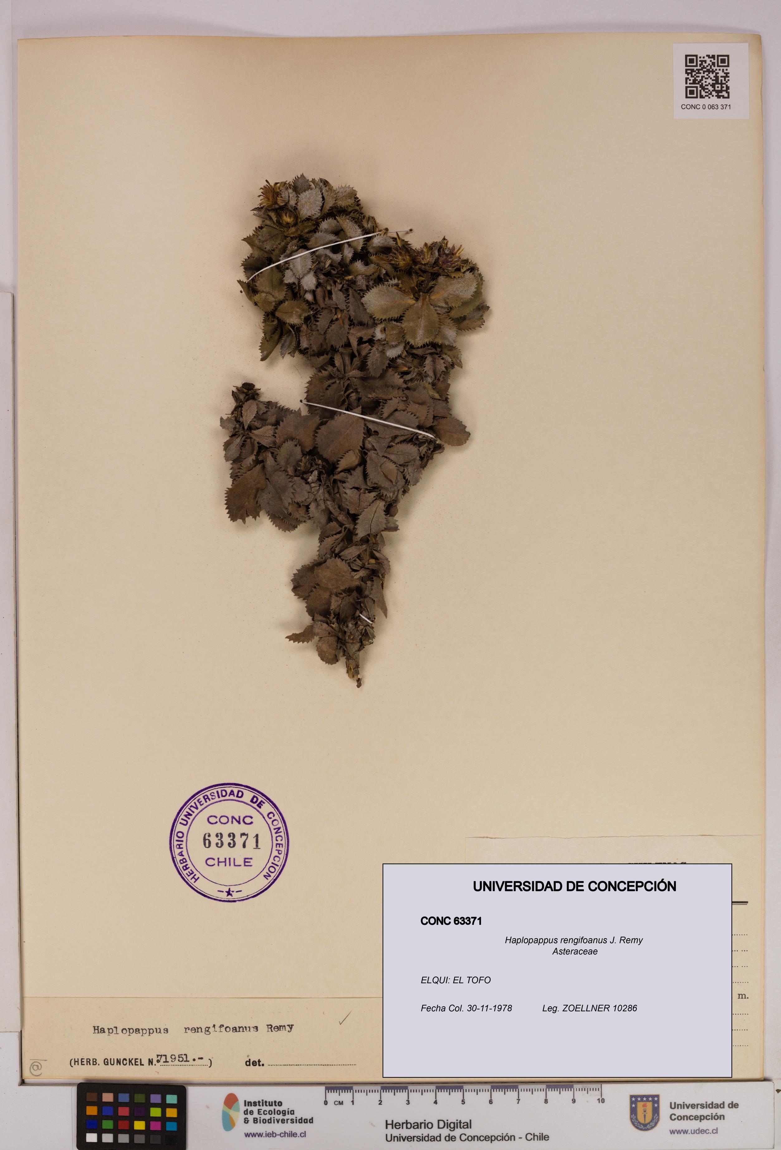 Haplopappus rengifoanus [Espécimen: UDEC:CONC:0063371]