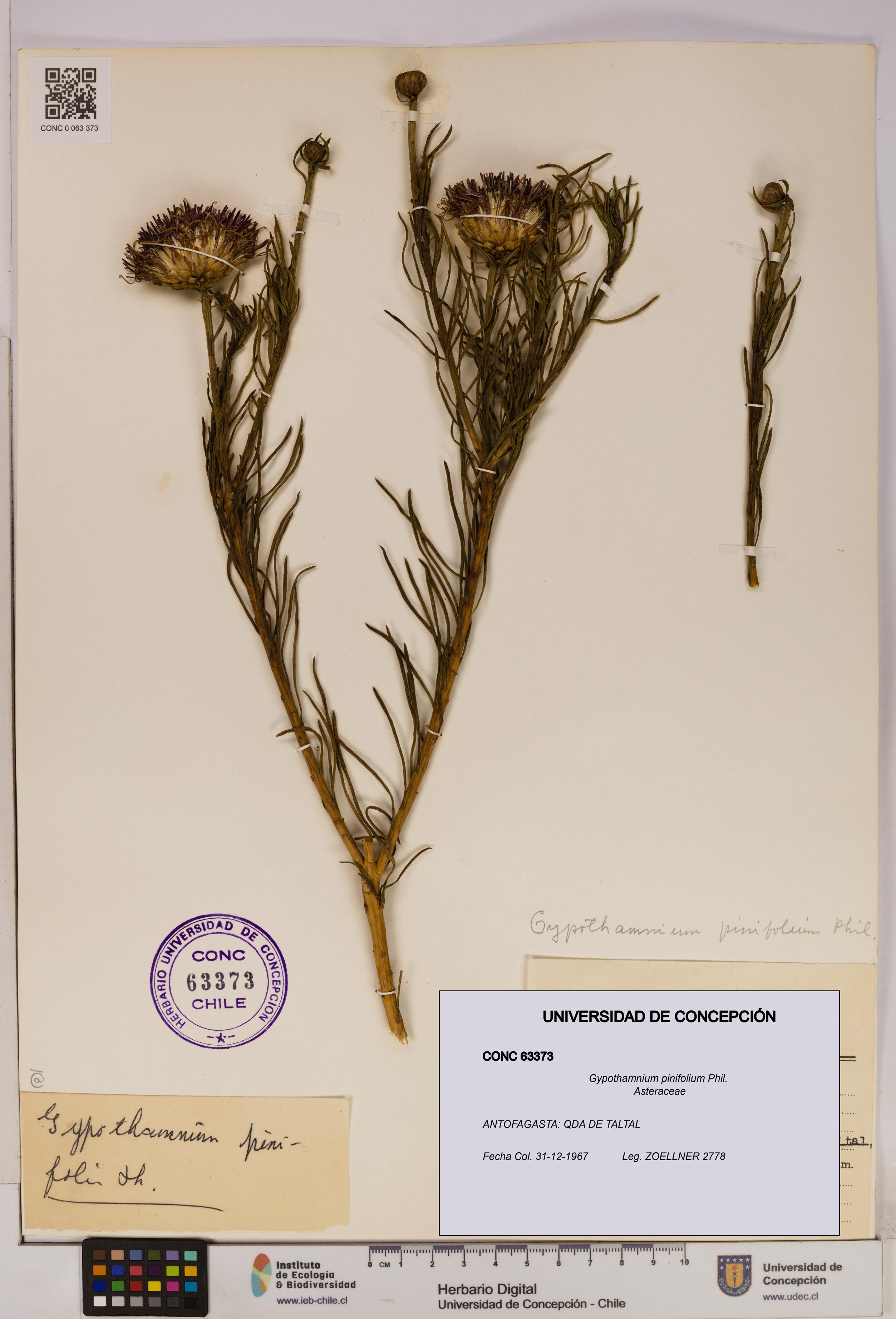 Gypothamnium pinifolium [Espécimen: UDEC:CONC:0063373]