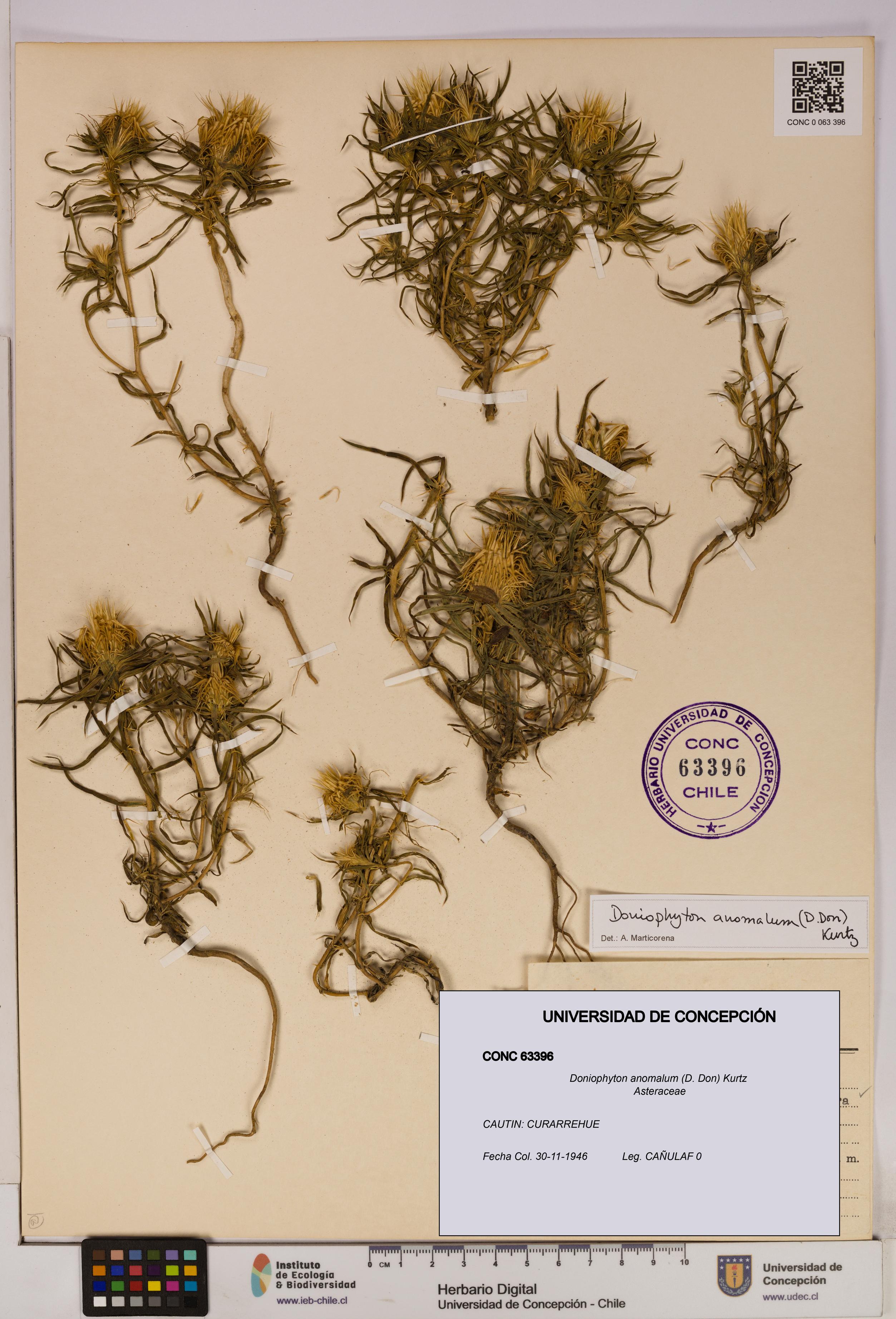 Doniophyton anomalum [Espécimen: UDEC:CONC:0063396]