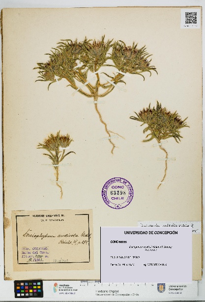 Doniophyton weddellii [Espécimen: UDEC:CONC:0063398]