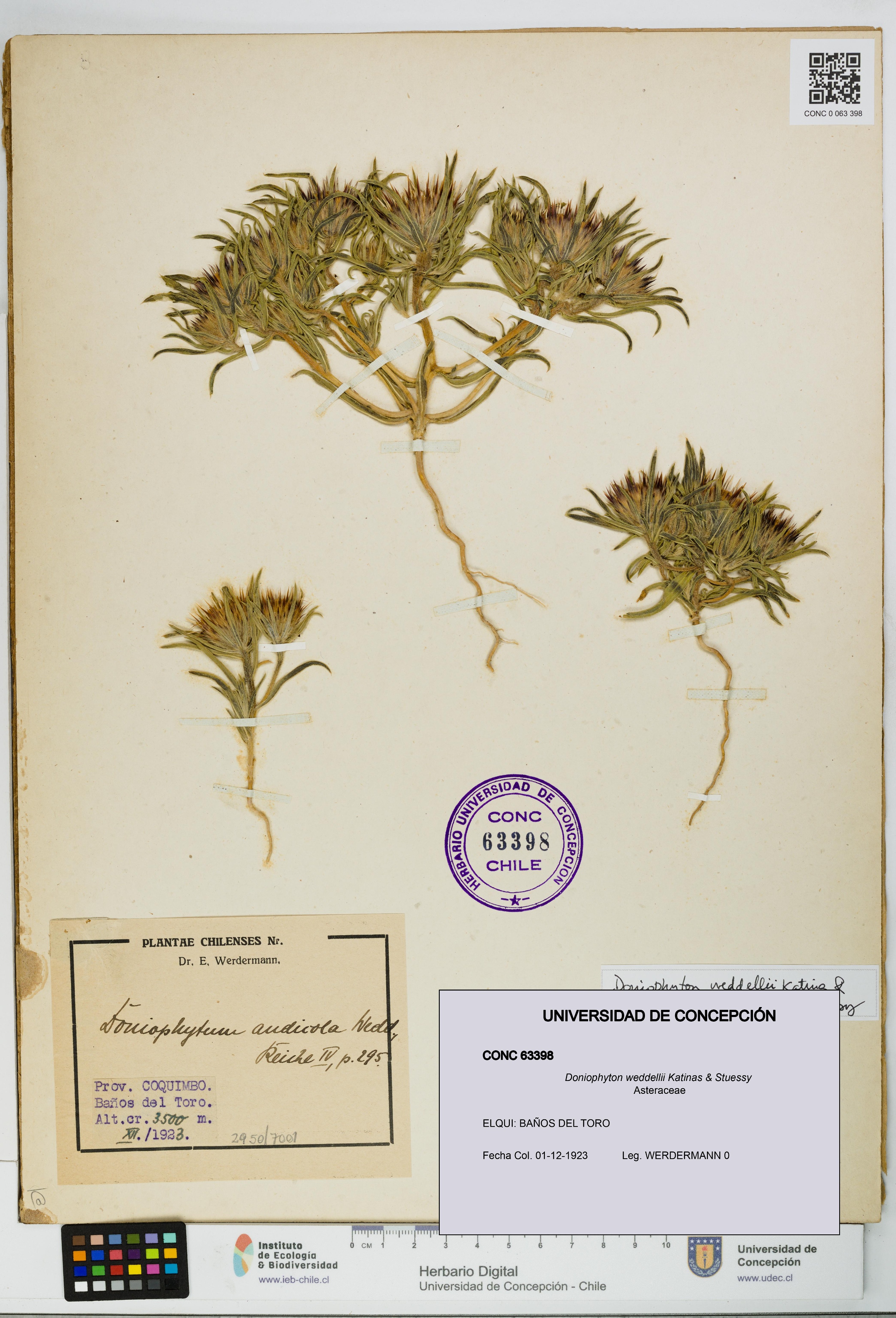 Doniophyton weddellii [Espécimen: UDEC:CONC:0063398]