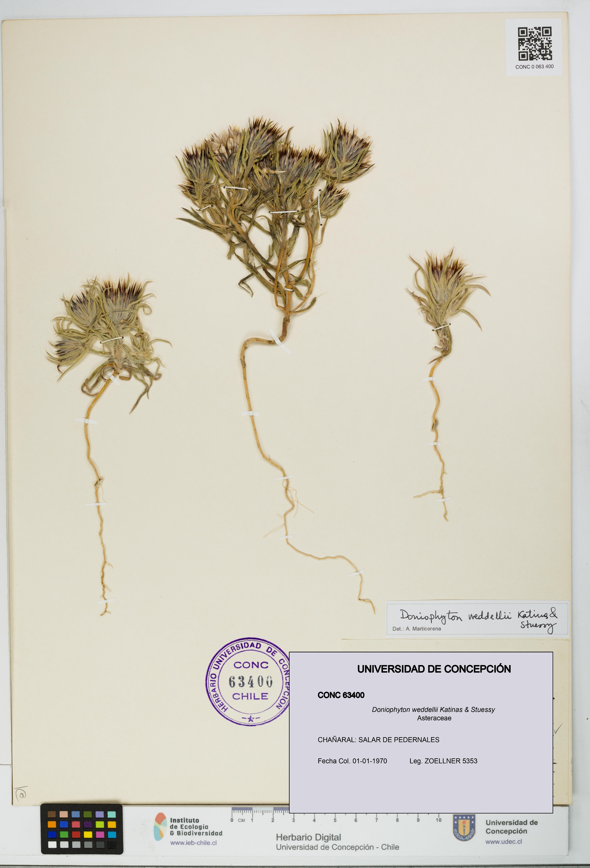 Doniophyton weddellii [Espécimen: UDEC:CONC:0063400]