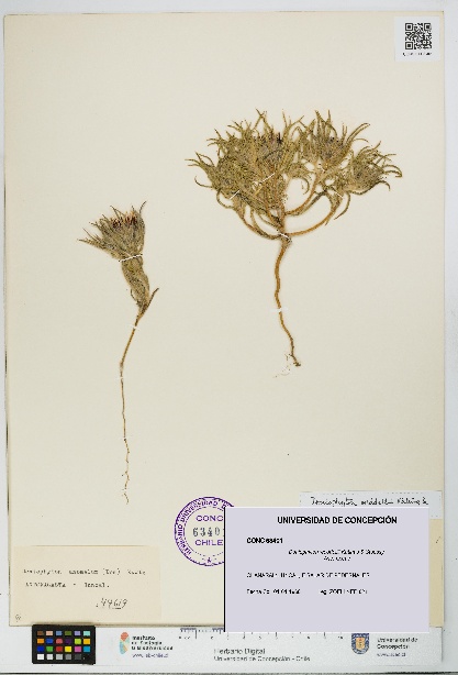 Doniophyton weddellii [Espécimen: UDEC:CONC:0063401]