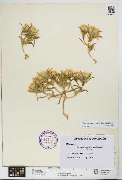 Doniophyton weddellii [Espécimen: UDEC:CONC:0063402]