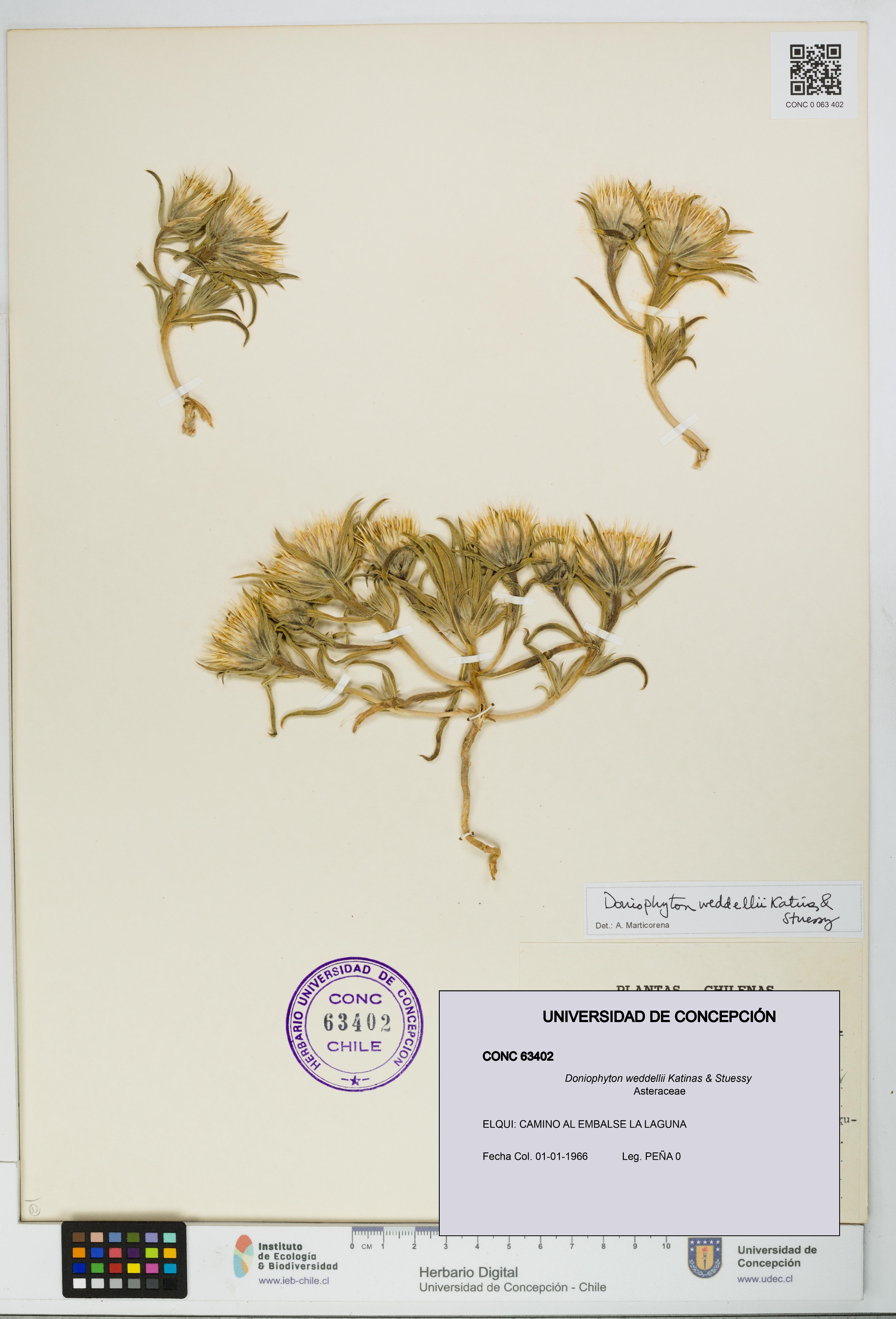 Doniophyton weddellii [Espécimen: UDEC:CONC:0063402]