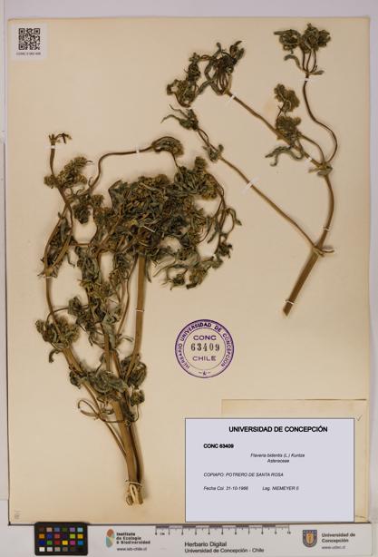 Flaveria bidentis [Espécimen: UDEC:CONC:0063409]