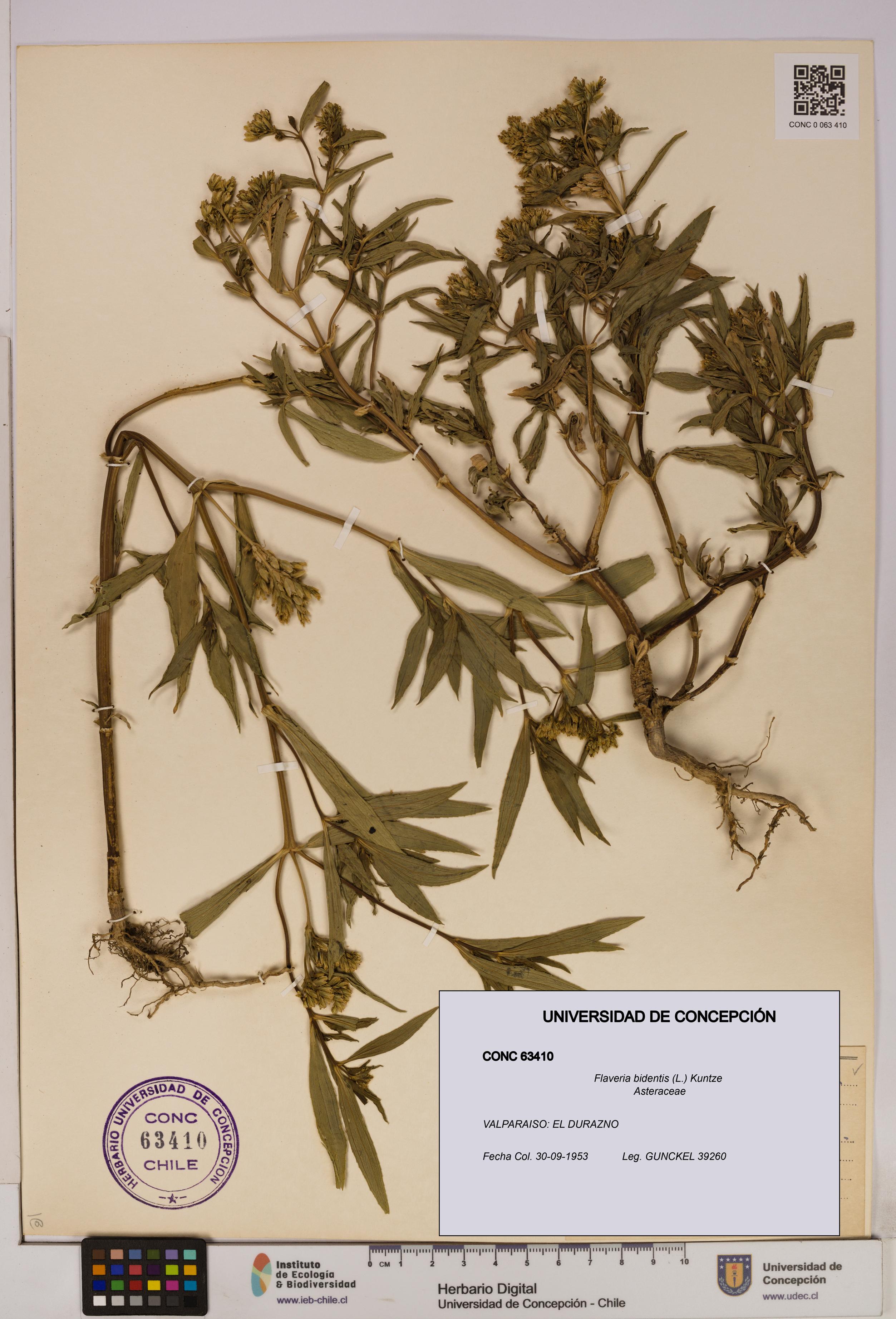 Flaveria bidentis [Espécimen: UDEC:CONC:0063410]