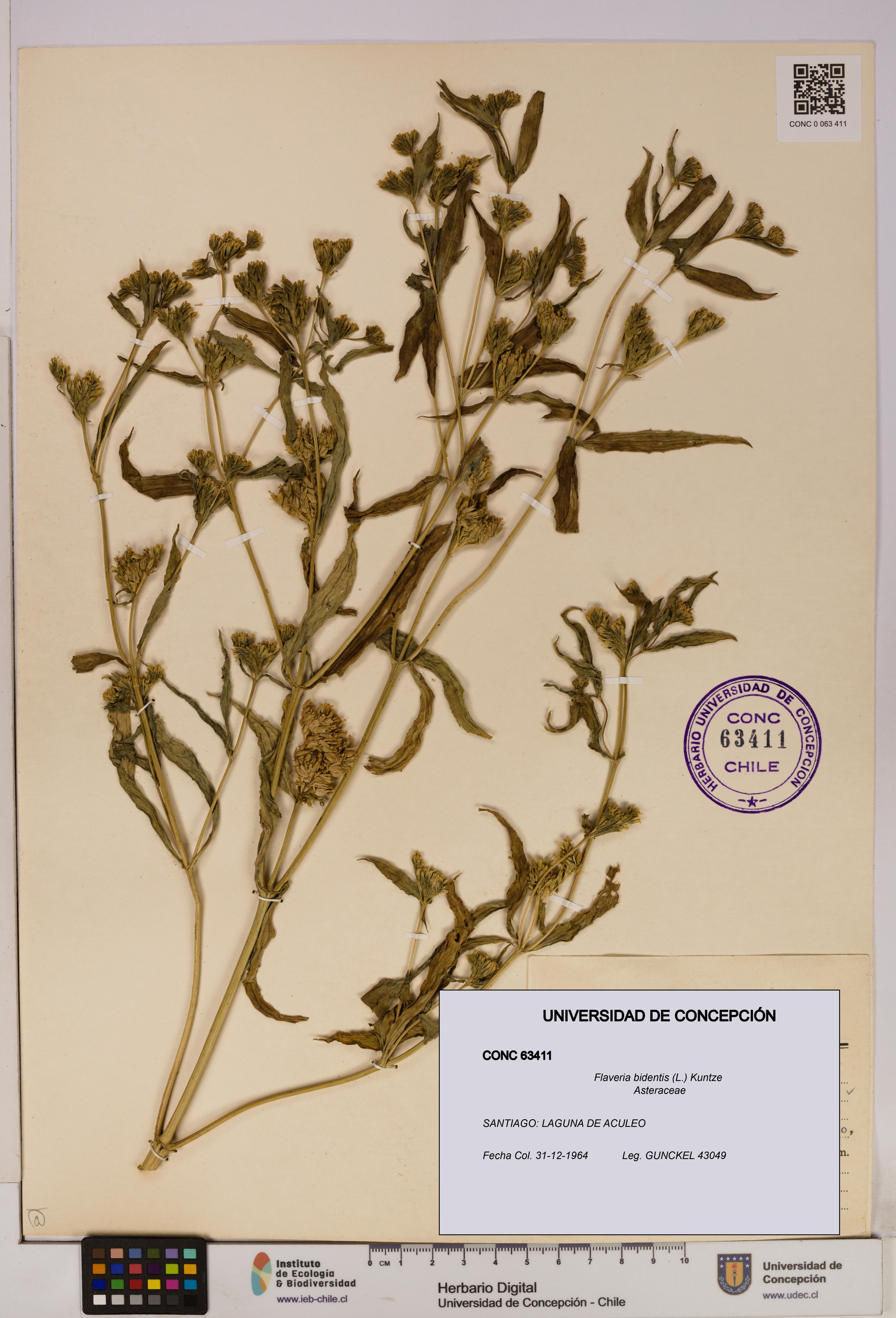 Flaveria bidentis [Espécimen: UDEC:CONC:0063411]