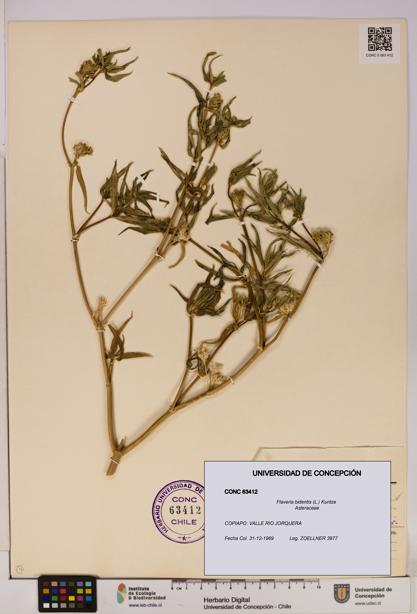 Flaveria bidentis [Espécimen: UDEC:CONC:0063412]