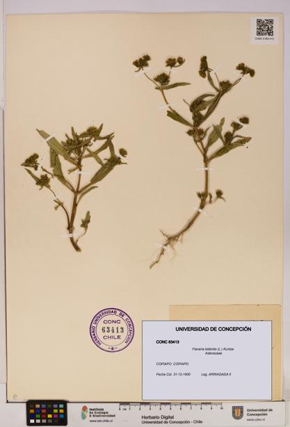 Flaveria bidentis [Espécimen: UDEC:CONC:0063413]