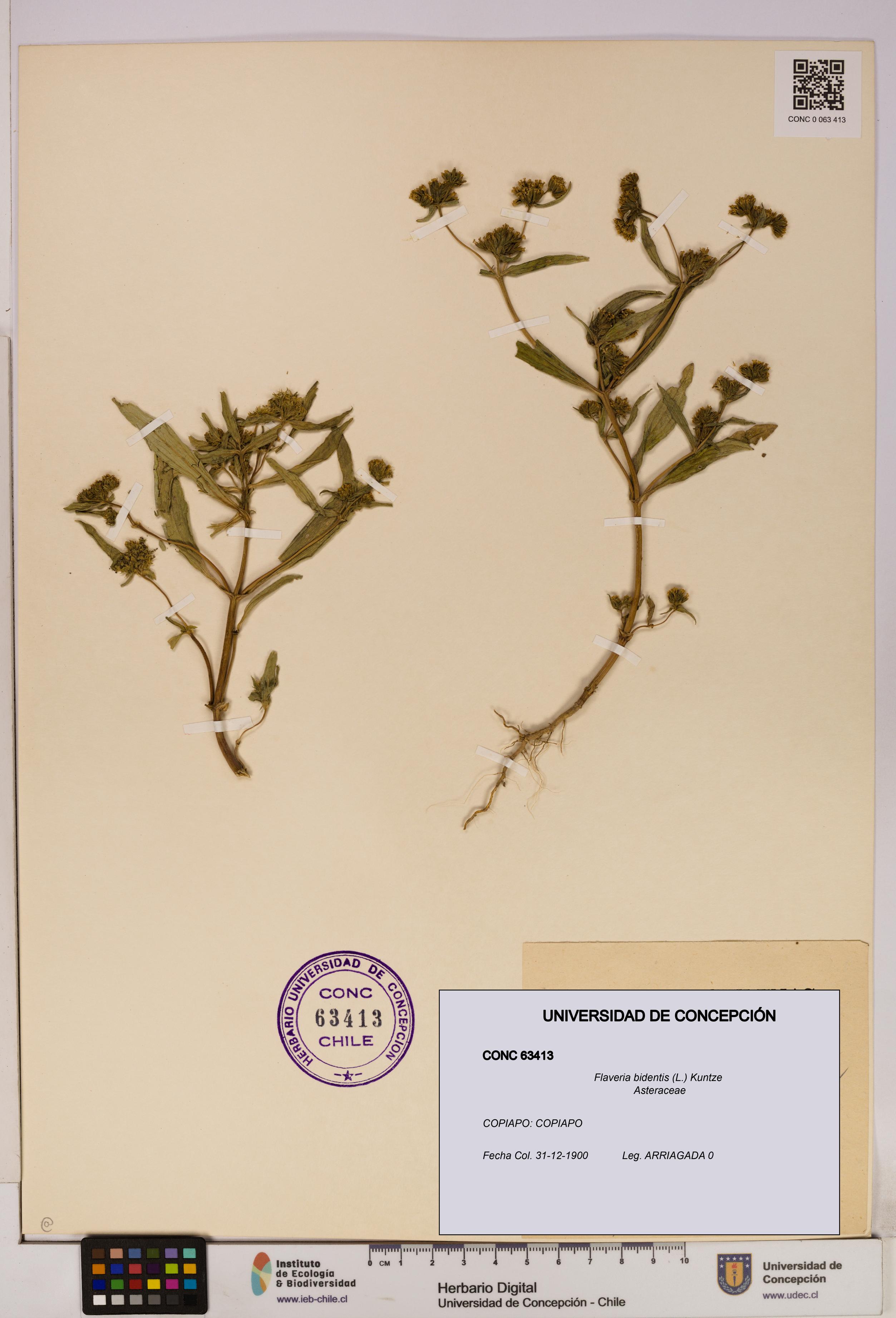 Flaveria bidentis [Espécimen: UDEC:CONC:0063413]