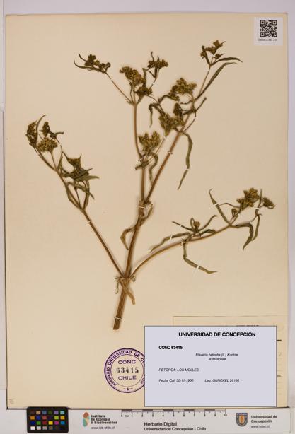 Flaveria bidentis [Espécimen: UDEC:CONC:0063415]