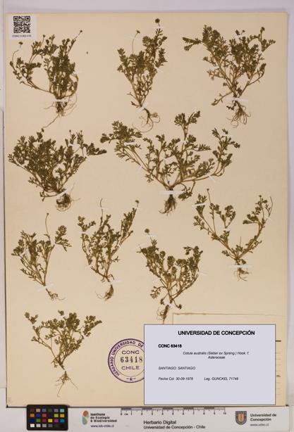Cotula australis [Espécimen: UDEC:CONC:0063418]