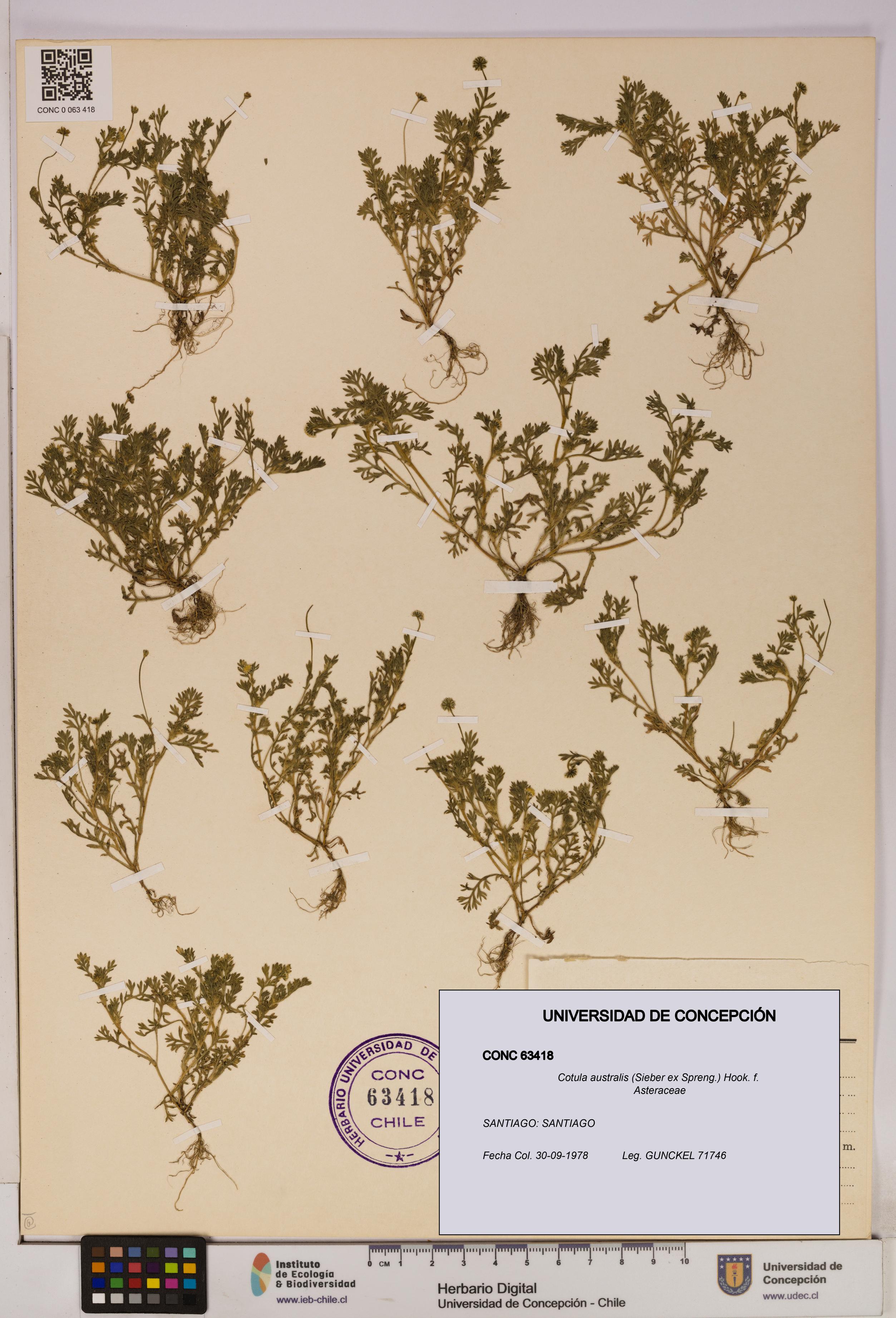 Cotula australis [Espécimen: UDEC:CONC:0063418]