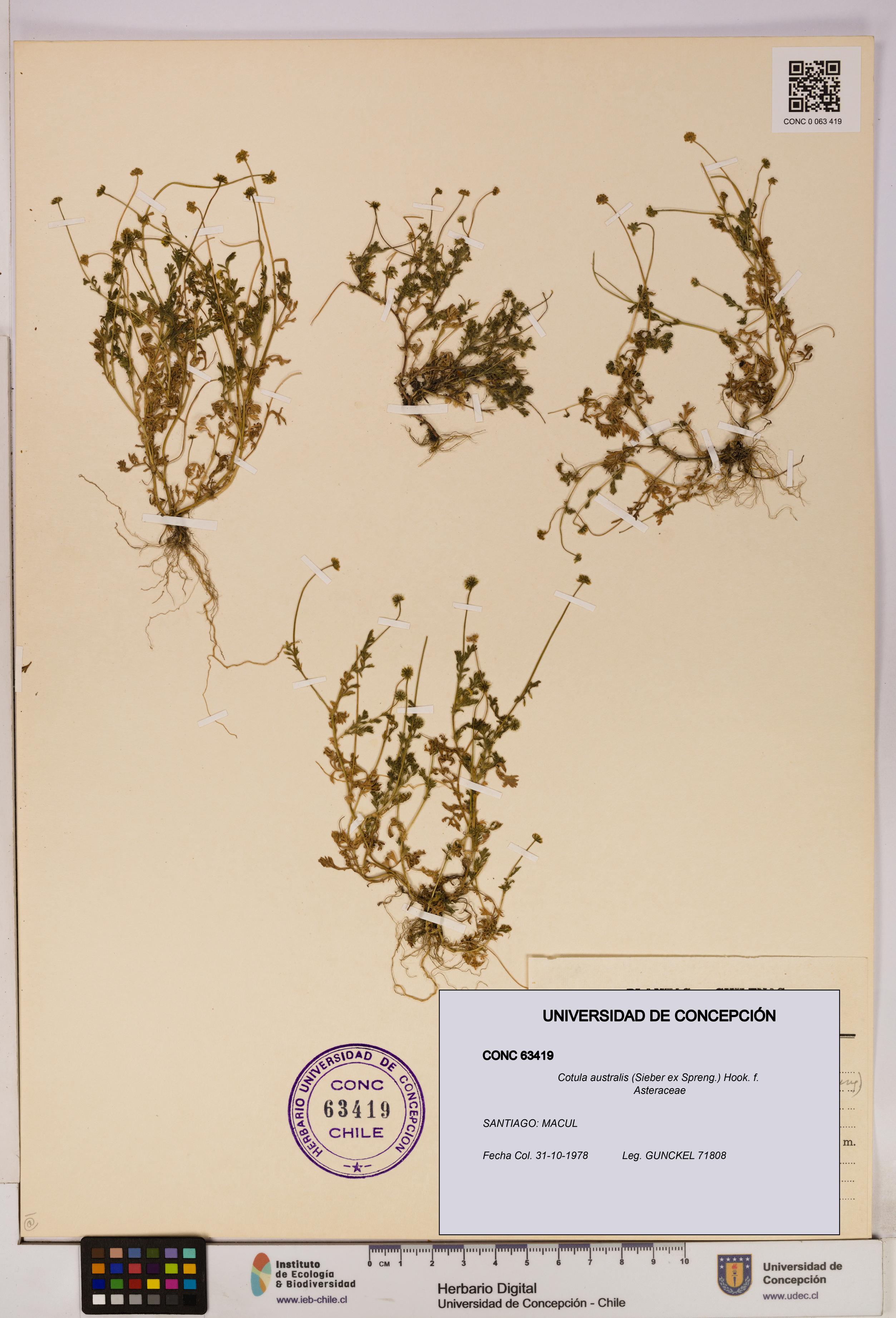 Cotula australis [Espécimen: UDEC:CONC:0063419]