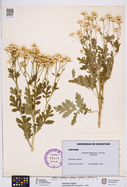 Tanacetum parthenium [Espécimen: ]