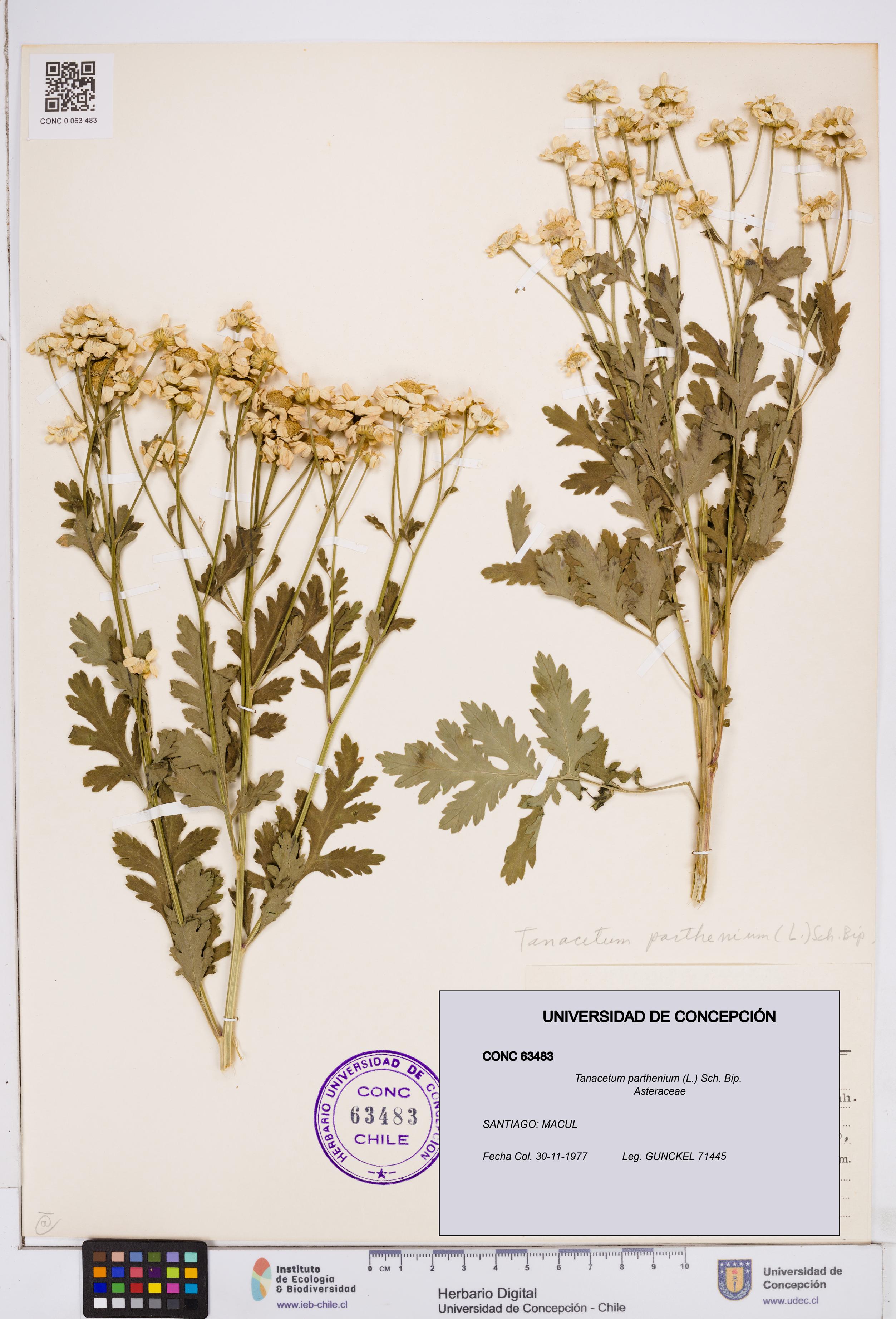 Tanacetum parthenium [Espécimen: ]