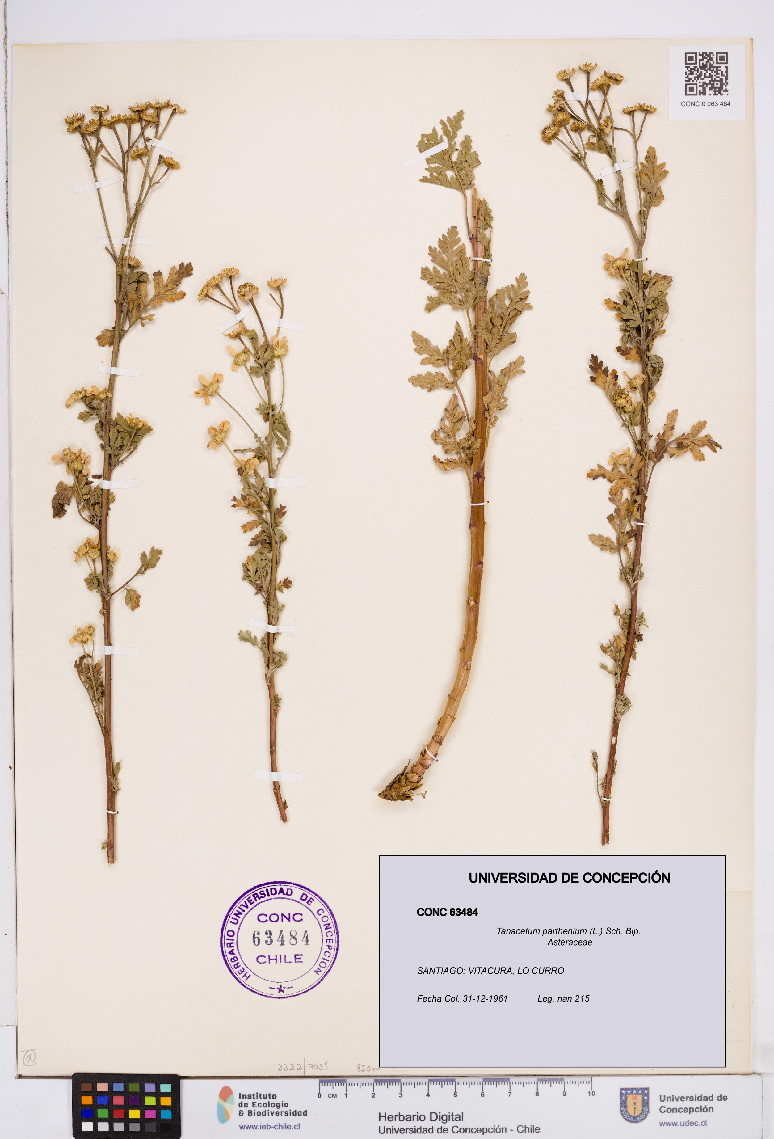 Tanacetum parthenium [Espécimen: ]