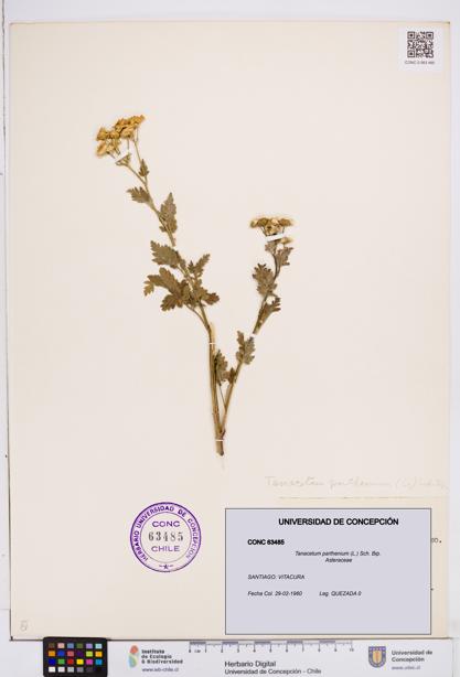 Tanacetum parthenium [Espécimen: ]
