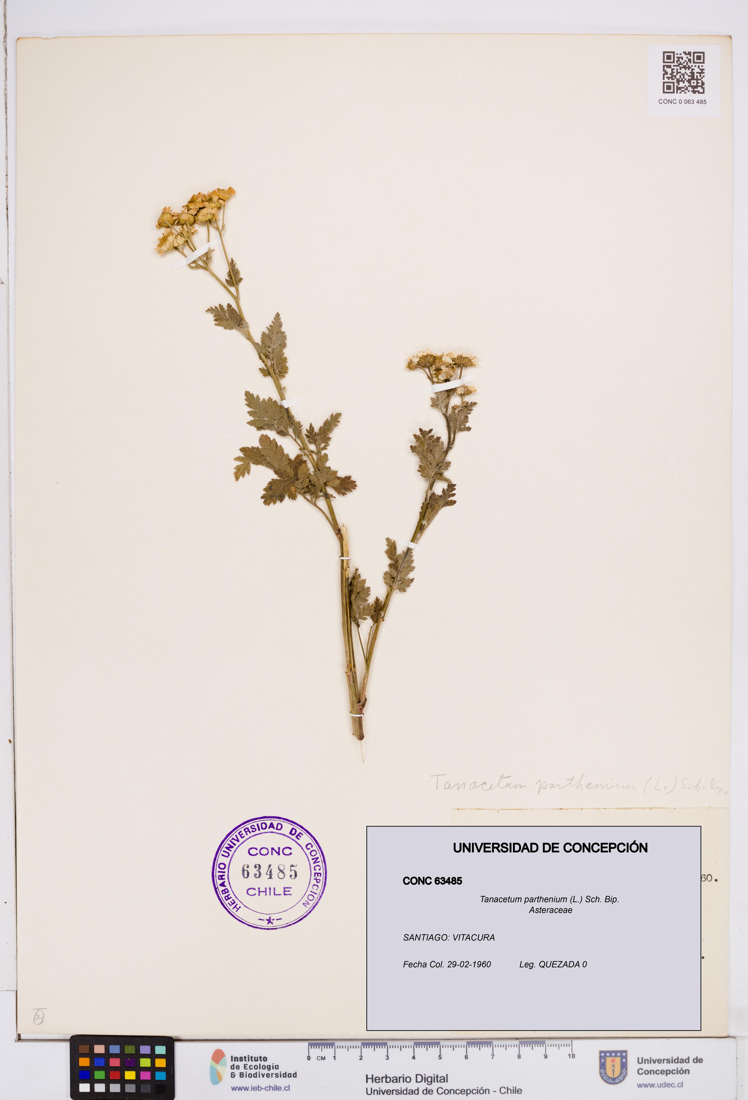 Tanacetum parthenium [Espécimen: ]