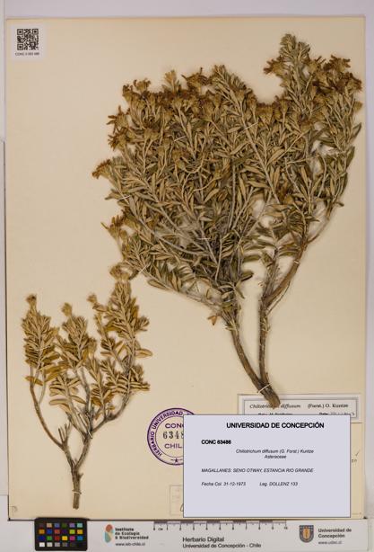Chiliotrichum diffusum [Espécimen: UDEC:CONC:0063486]